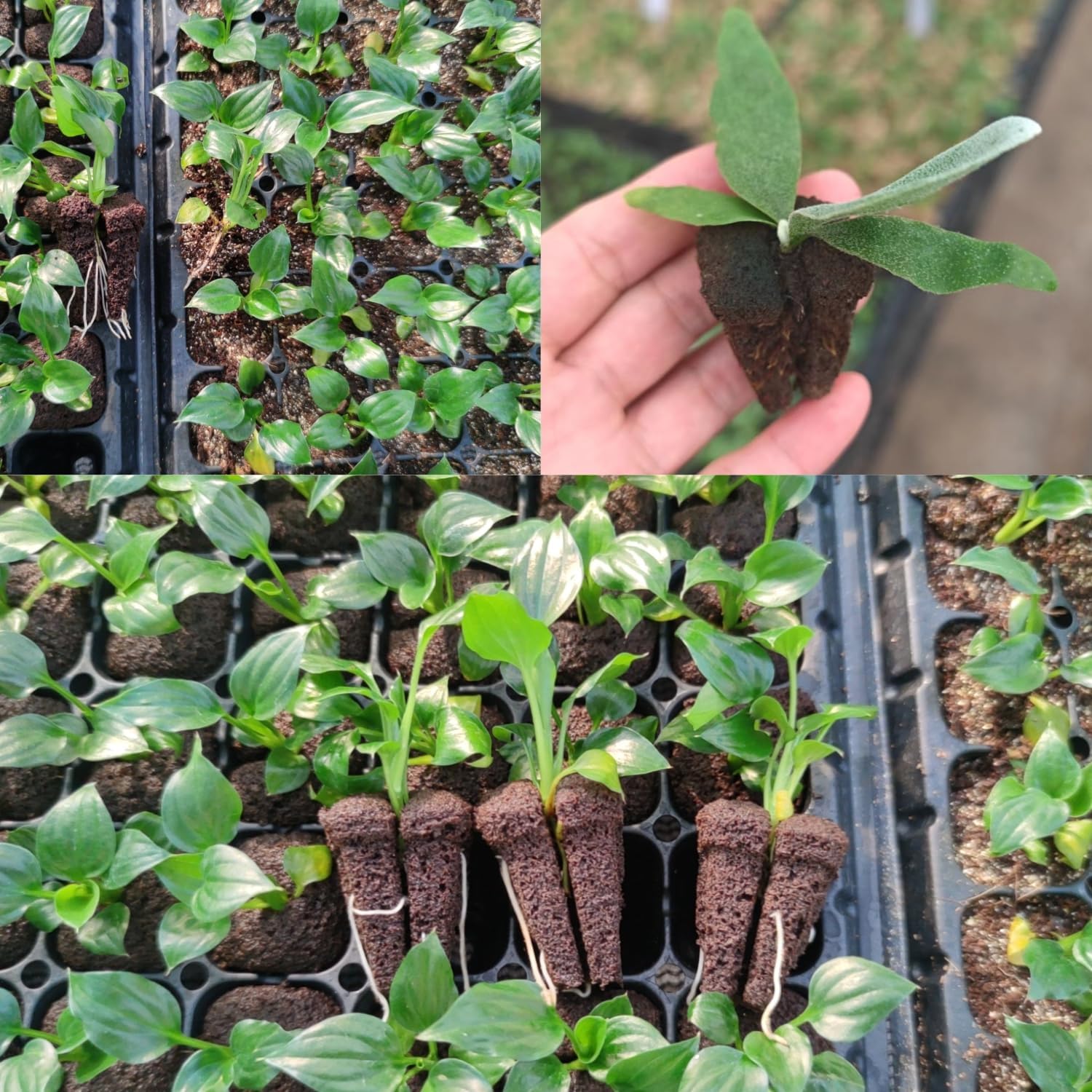 Spugne per Germinazione Rapida - Nursery recensione e prezzo